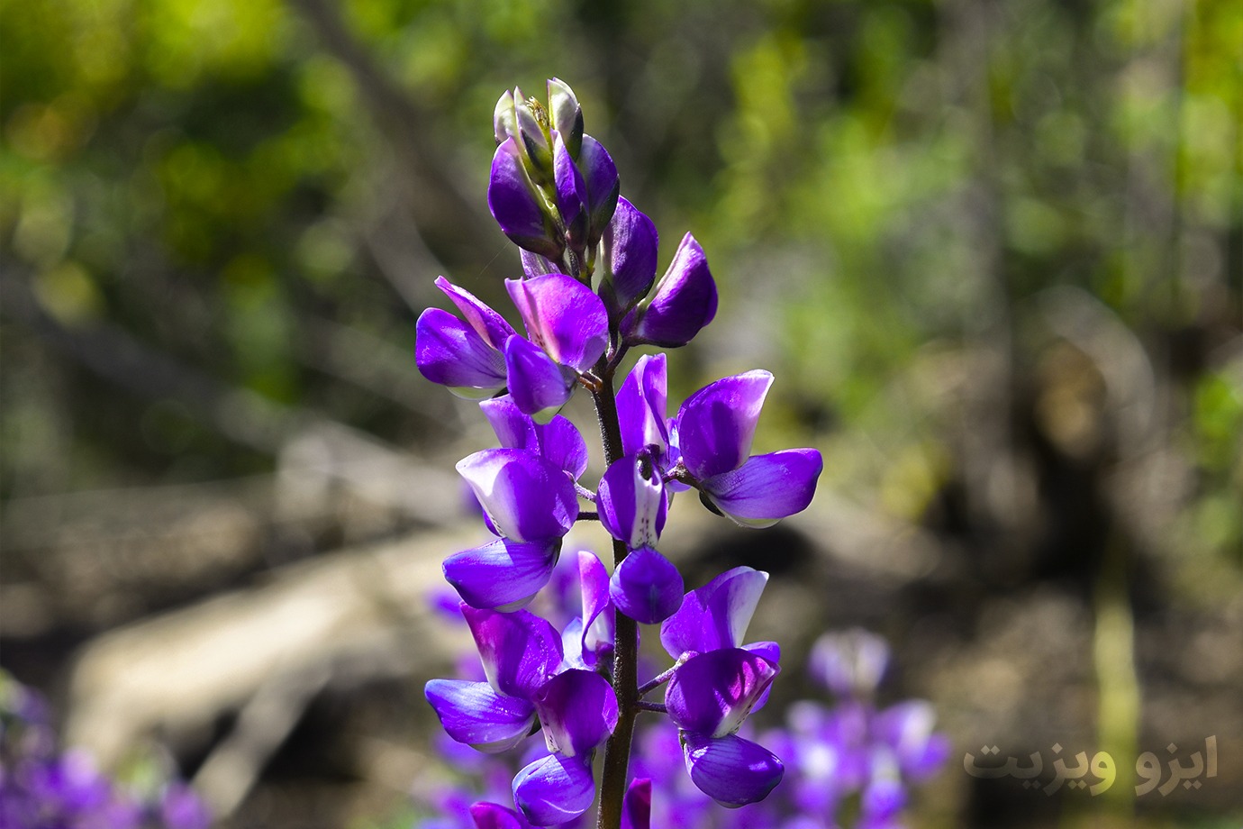 https://dl.isovisit.com/isovisit/uploads/borage-flower1.jpg